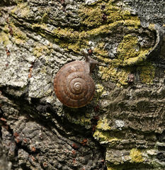 Quantula