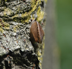 Quantula