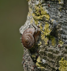 Quantula