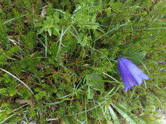 Campanula rotundifolia