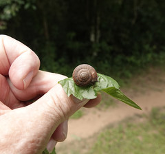 Quantula