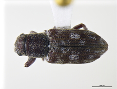 Peliocis subcylindricus