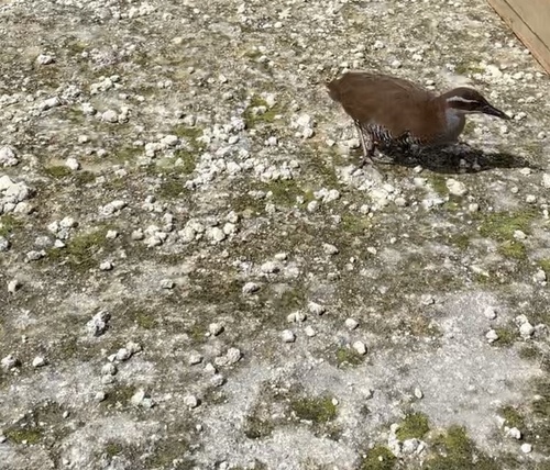 Gallirallus owstoni observed 2020-10-01