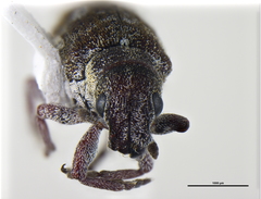 Peliocis subcylindricus