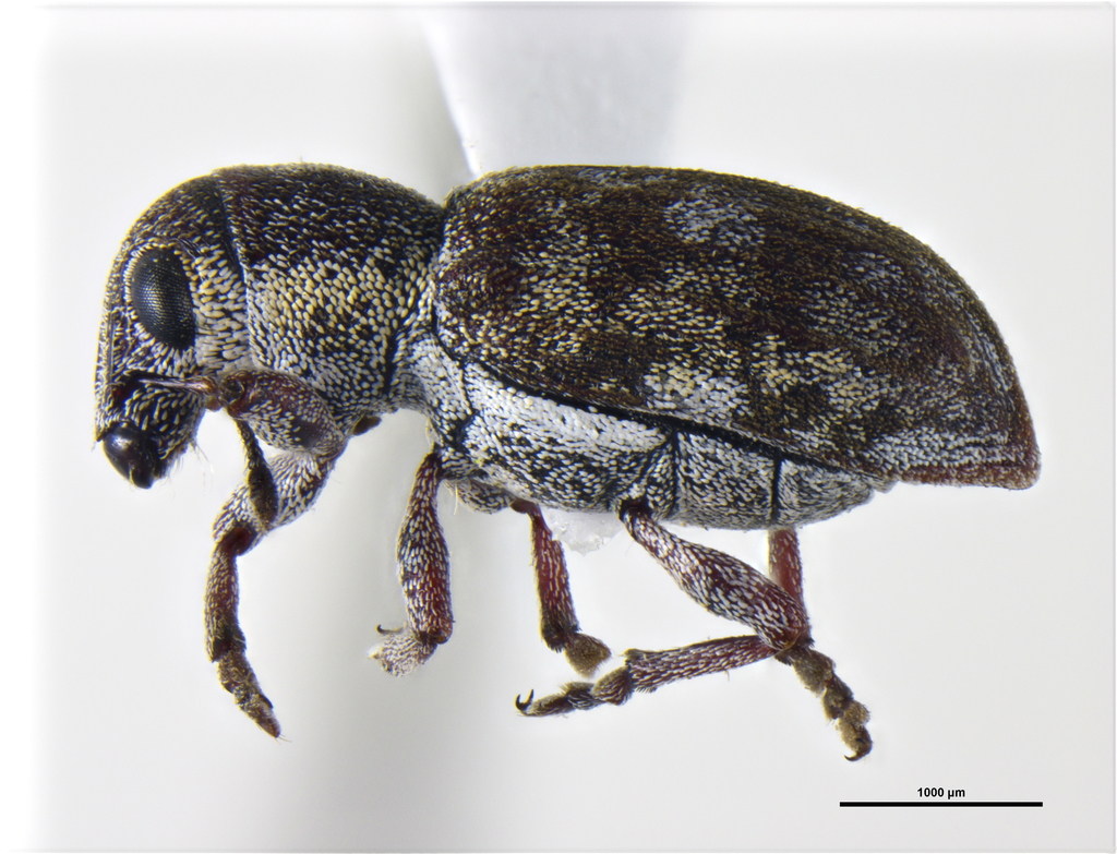 Peliocis