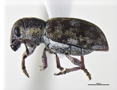 Peliocis subcylindricus