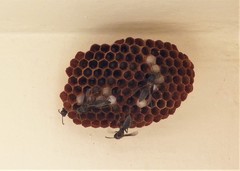 Mischocyttarus cassununga