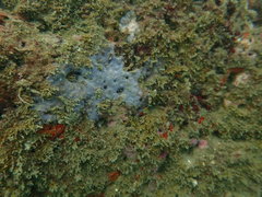 Porifera