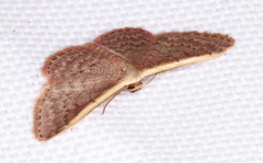 Idaea costaria