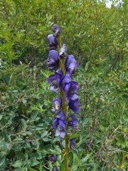 Aconitum tauricum