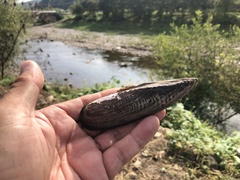 Lanceolaria acrorrhyncha