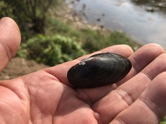 Nodularia breviconcha