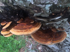 Inonotus quercustris