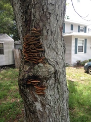 Inonotus quercustris