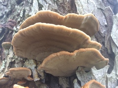 Inonotus quercustris