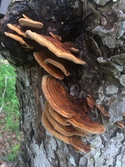 Inonotus quercustris