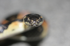 Lycodon semicarinatus