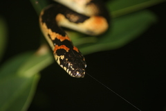 Lycodon semicarinatus