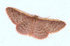 Idaea costaria
