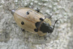 Dendroxena quadrimaculata