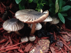 Agaricus endoxanthus