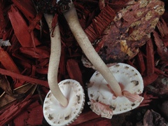 Agaricus endoxanthus