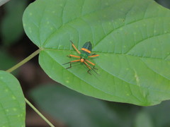 Paryphes flavocinctus