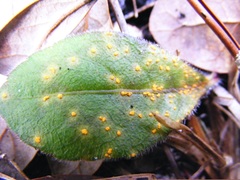 Coleosporium elephantopodis