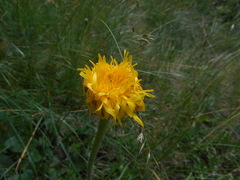 Hypochaeris uniflora
