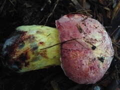 Pulchroboletus rubricitrinus image