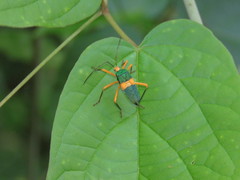 Paryphes flavocinctus