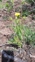 Potentilla chalchorum