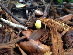 Leucocoprinus birnbaumii image