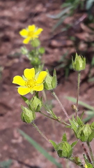 Potentilla chalchorum