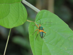 Paryphes flavocinctus