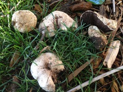 Agaricus bernardii
