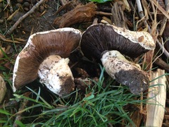 Agaricus bernardii