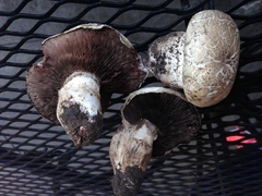 Agaricus bernardii