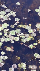 Caltha natans