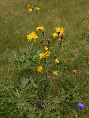 Crepis conyzifolia