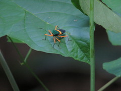 Paryphes flavocinctus