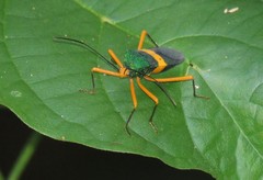 Paryphes flavocinctus