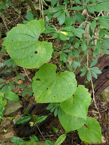 Dioscorea sambiranensis image