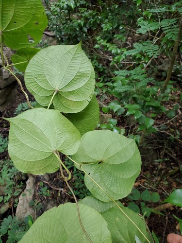Dioscorea sambiranensis