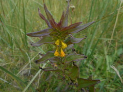 Melampyrum sylvaticum