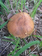 Boletus luridellus image
