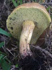 Boletus luridellus image