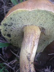 Boletus luridellus image