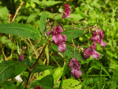 Impatiens glandulifera