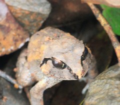 Sphaerotheca dobsonii